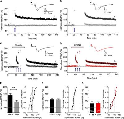 On the Role of Calcium-Permeable AMPARs in Long-Term Potentiation and Synaptic Tagging in the Rodent Hippocampus